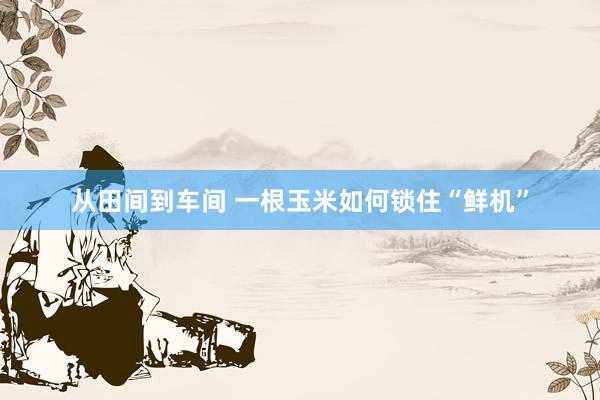 从田间到车间 一根玉米如何锁住“鲜机”