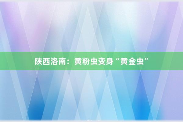 陕西洛南：黄粉虫变身“黄金虫”